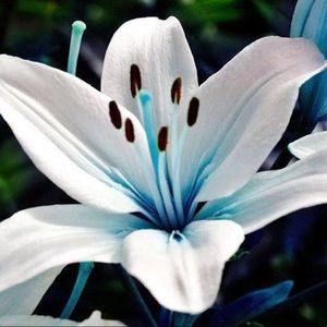 Meet your Posher, Lily